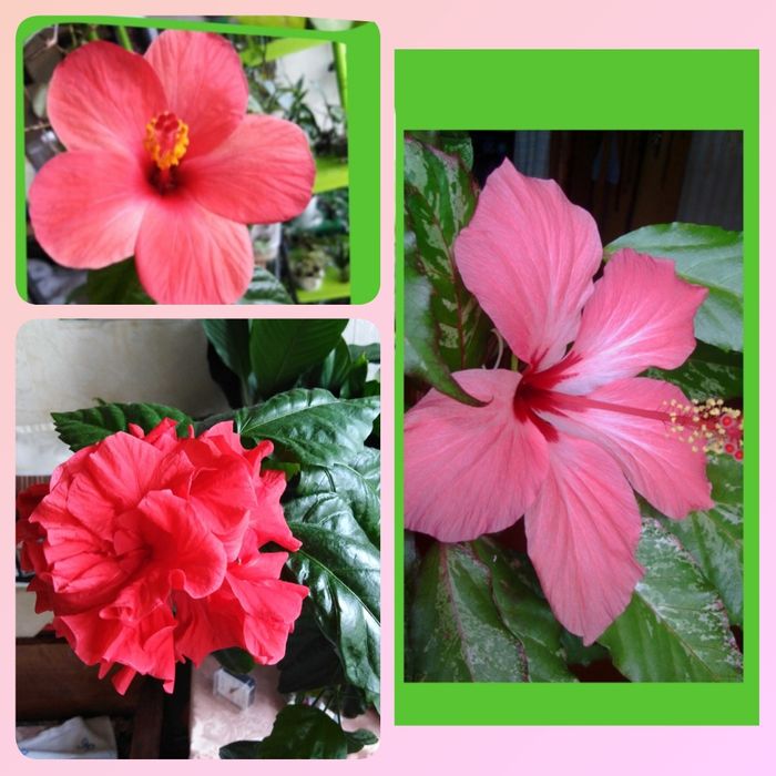 Драцены 4 сорта, молочай Миля, молочай беложилковый, гибискусы 3 сорта