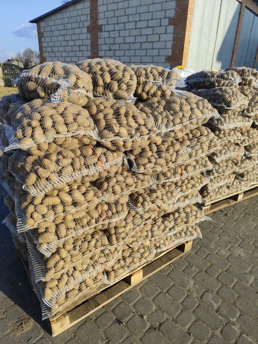 Ziemniaki sadzeniaki Jurata