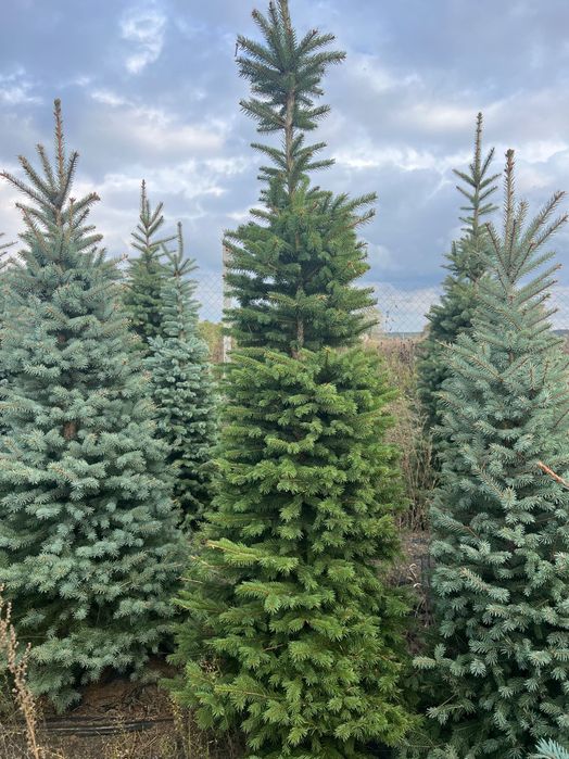 Ялина зелена Кейбаб (Kaibab) в грунті, жива ялинка, Ель зеленая