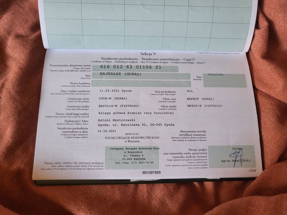 Pilnie! Sprzedam młodego wałacha