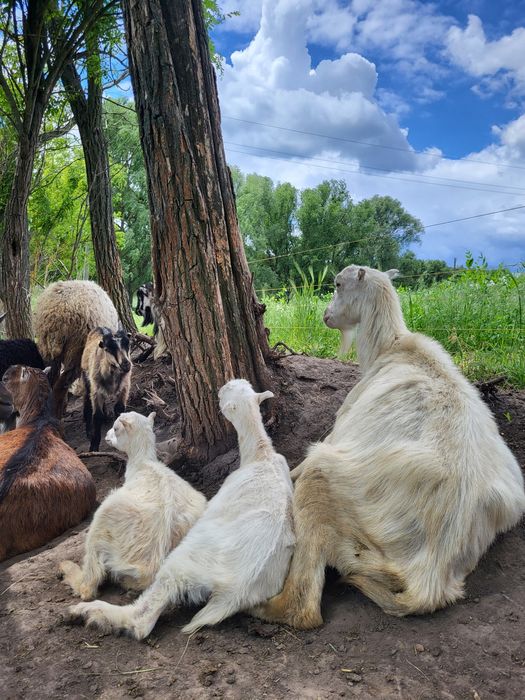Продам дійних кіз