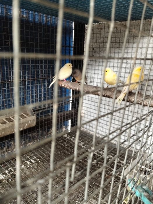 Canários 2025... 6 casais disponíveis