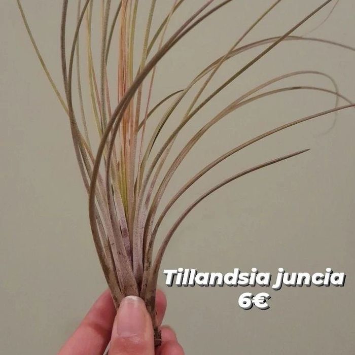 Plantas aéreas, tillandsias