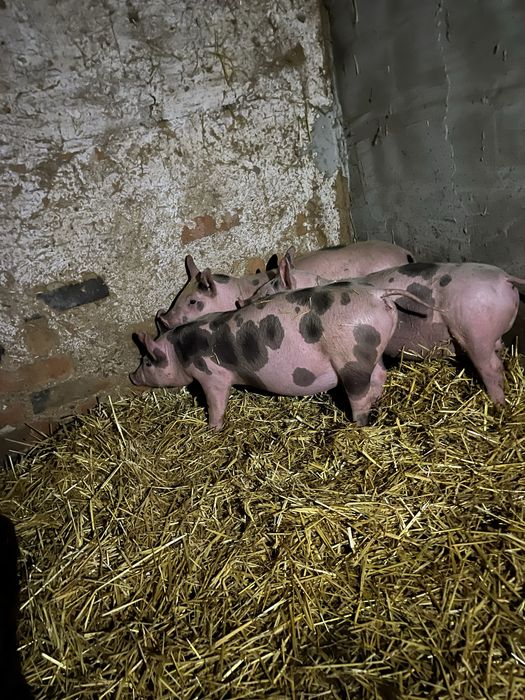 продам поросят вага 7-8 кг,свинка 3000, 3500.Кабани кастровані