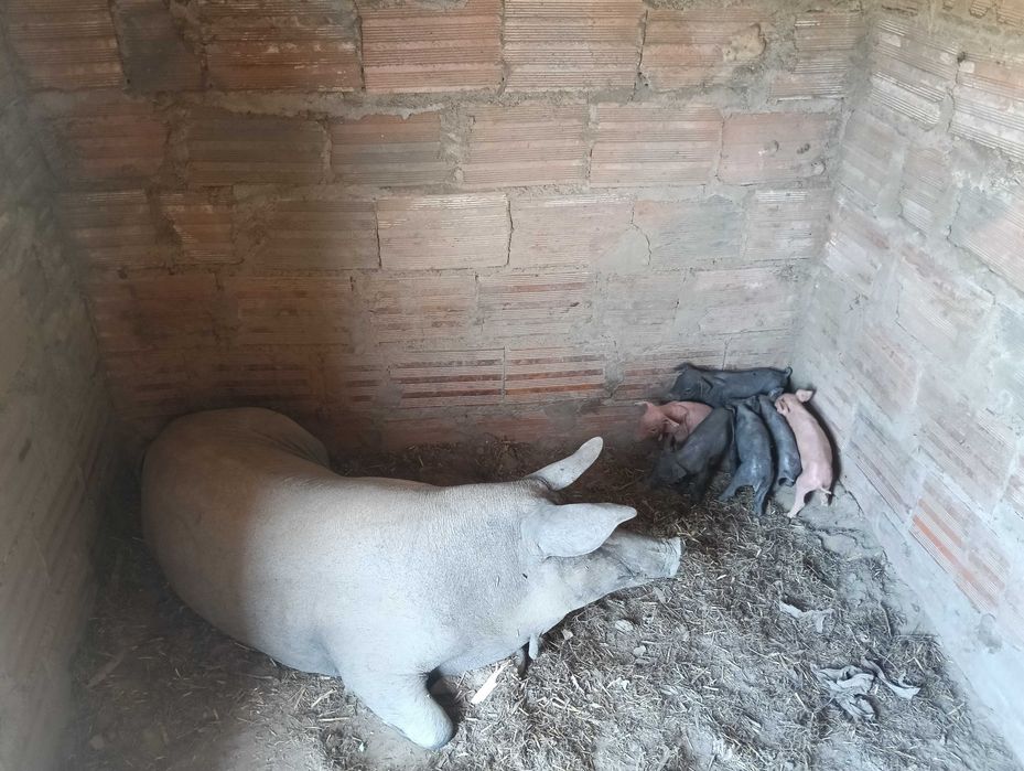 Venda de leitões