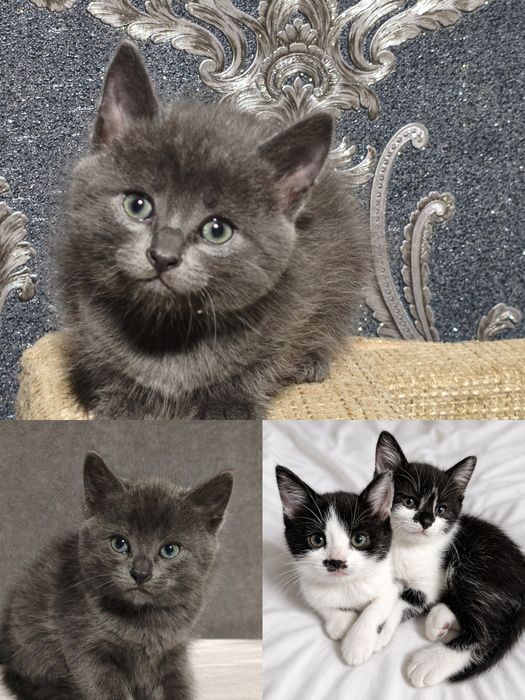 Шукаємо люблячих господарів для милих, грайливих, ніжних кошенят