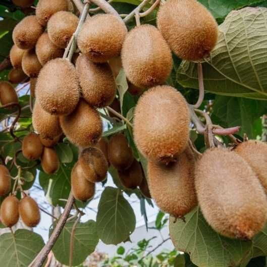 Саджанці Ківі Закарпатського черенкованого, самоплідного. Опт, Роздріб