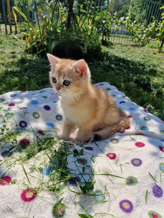 Розплідник Luxio Family пропонує кошенят золотої британської шиншили