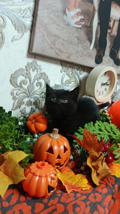 Продам кошеня грайливе і лагідне