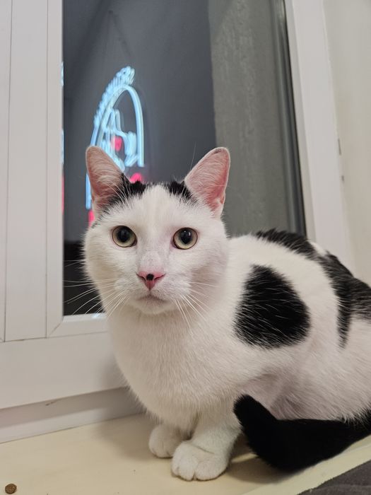 Łatek, porzucony przez właściciela kotek szuka domu, kot, kocur