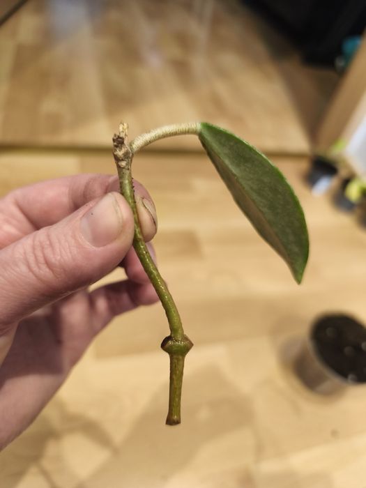 Hoja hoya zestaw wilbur graves krinkle 8 mathilde