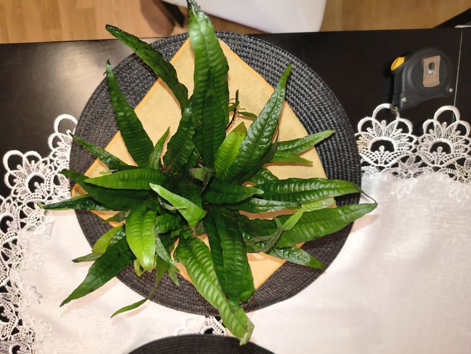 Microsorium na grocie