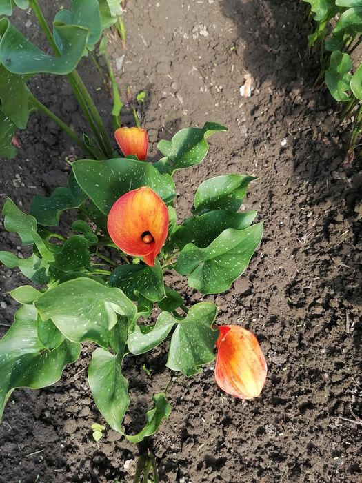 Калла сорту Marning sun