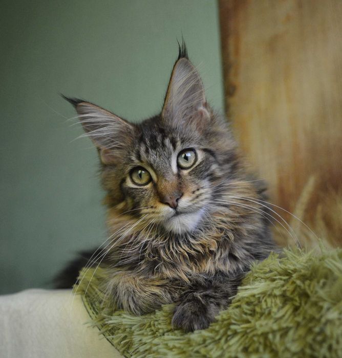 хлопчик чистокровний мейн кун. Відомий розплідник. Акція