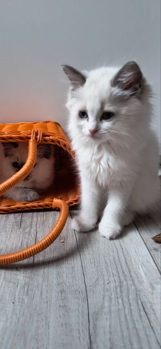 Ragdoll kotka Bi color RODOWÓD