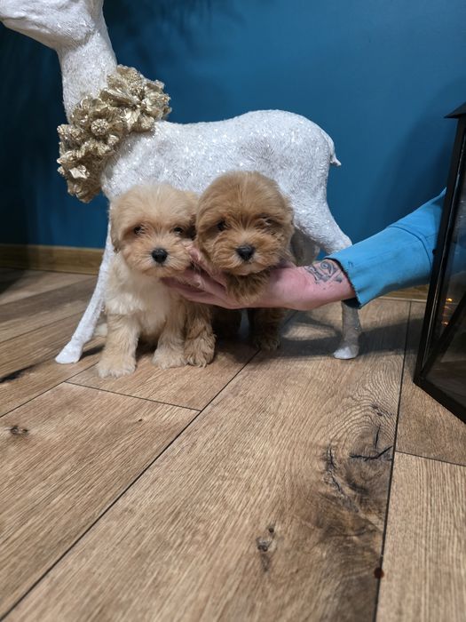 Maltipoo po pudelku toy i maltance linii koteańskoej