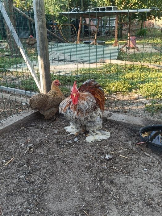 Casal de Pekin Adulto