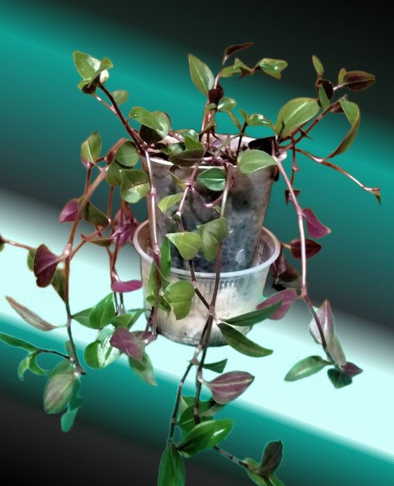 Комнатное растение-традесканция белоцветковая