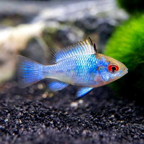 MISIEKZOO Pielęgniczki - Pielęgniczka Ramireza Niebieska / Blue