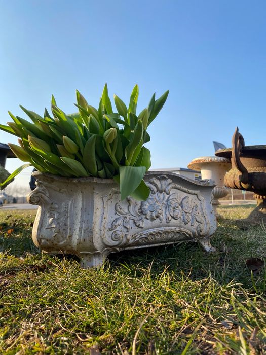 Francuskie Antyczne Zardiniery Donice Zeliwo XIX w