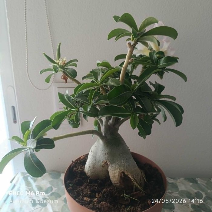 vendo planta rosa do deserto