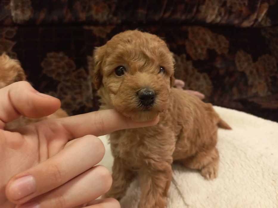 Продажа мальтипу девочка