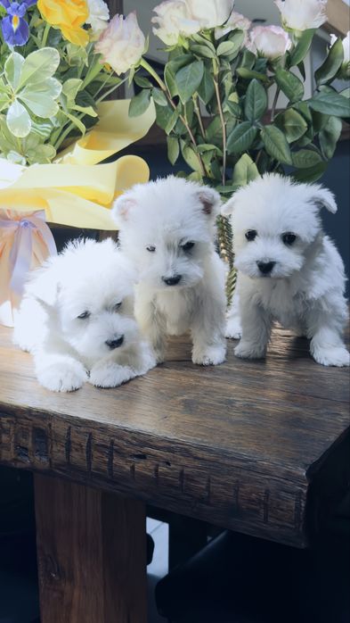 West  highland  terrier . Samiec , promocja na weekend .