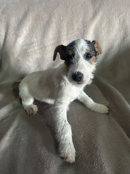 Jack russell terrier
