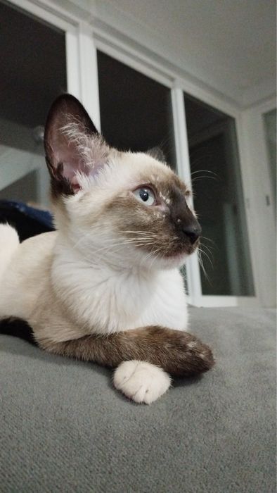 Gatinha para adocao responsavel | incompatibilidade familiar