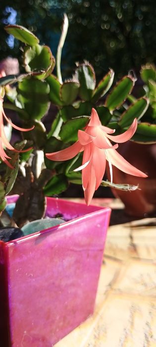 Різдво*яник оранжевий,помаранчевий свіжозріз