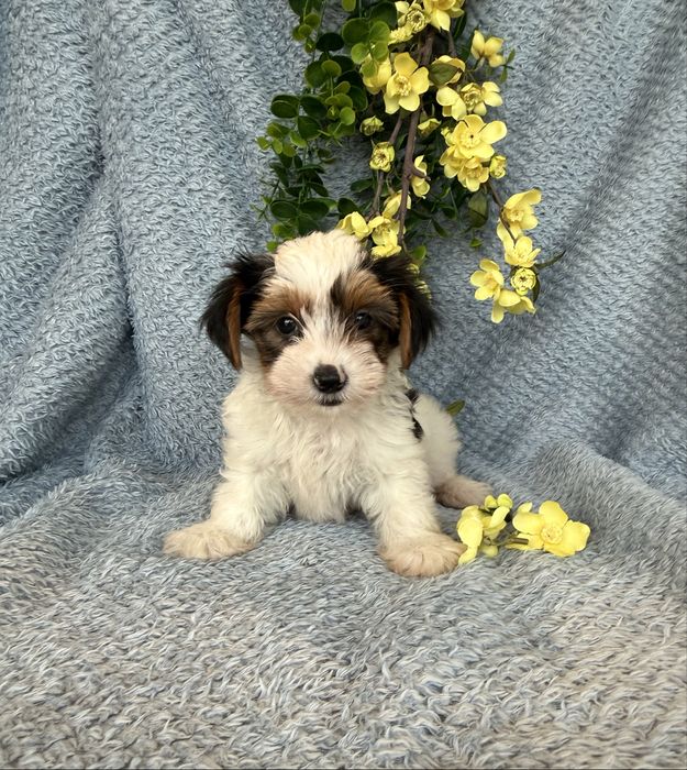 Excelente mini Yorkshire Beiwer de Qualidade