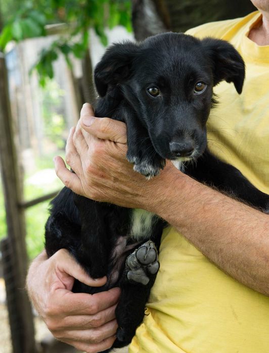 Песик шукає родину