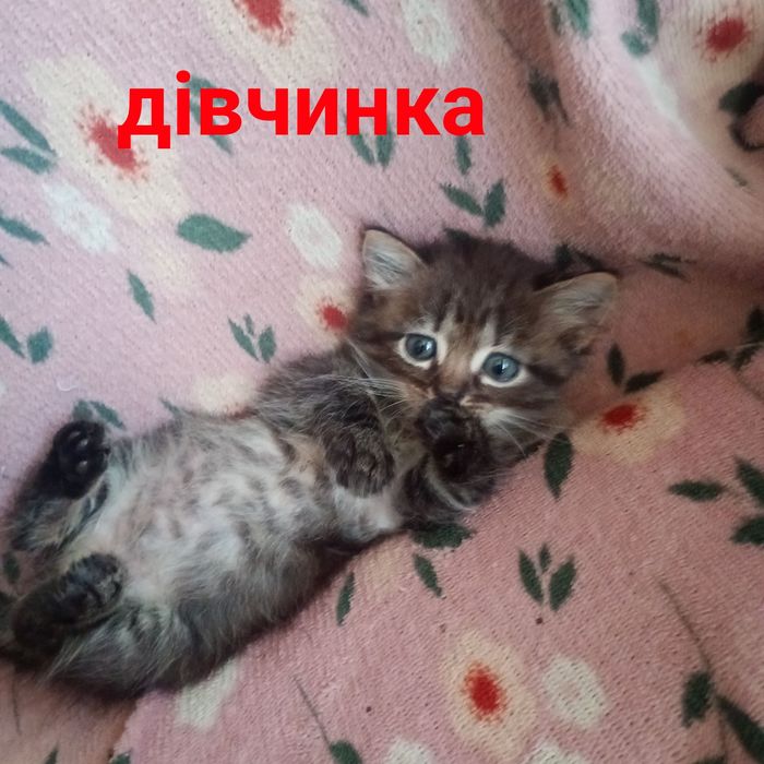 Кошенята 1.5 місяці