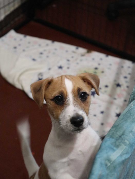 Джек Рассел тер'єр цуценя