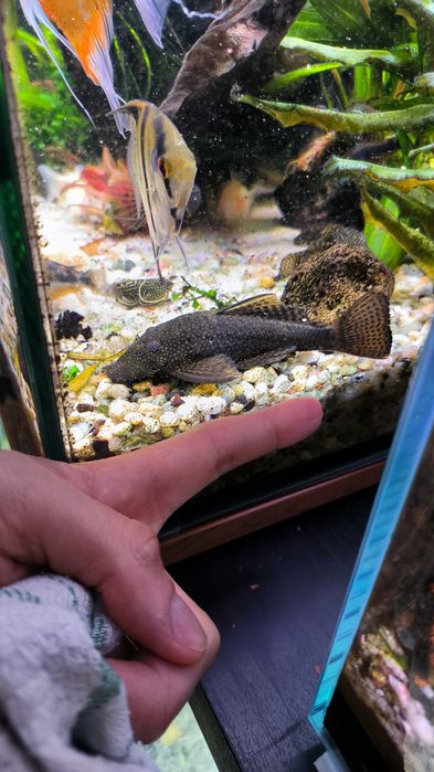 Peixe Ancistrus Fêmea tamanho M/L