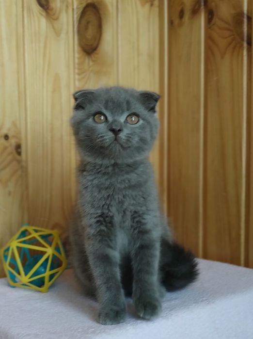 Шотландський висловухий хлопака
