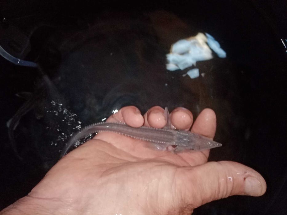Esturjão Siberiano (Huso baerii) 15cm Agua Fria