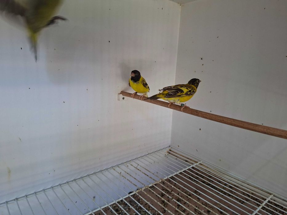 Magelanicos & cardinalitos