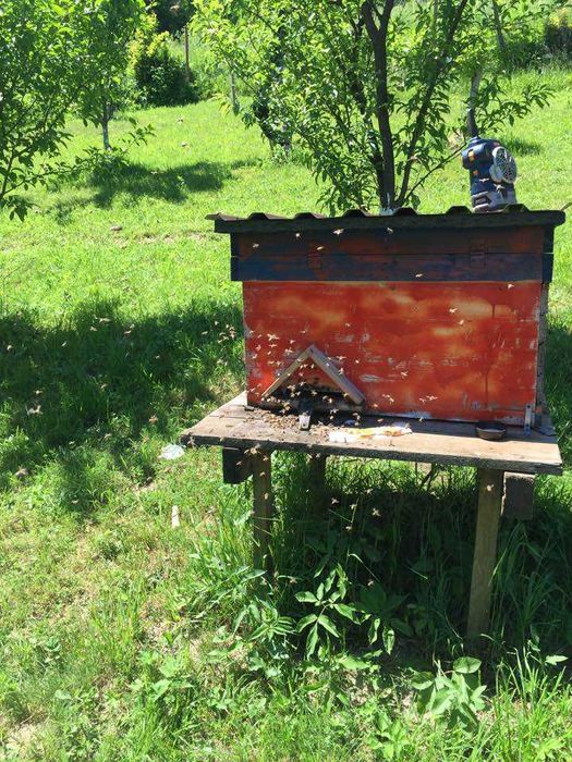 Ule z pszczołami cała rodzina