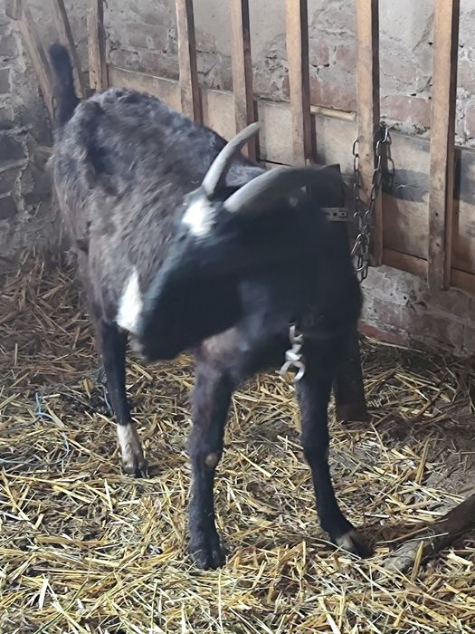 Продам Нубійськи кози