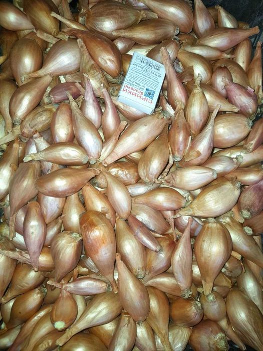 Продам цибулю кущівку