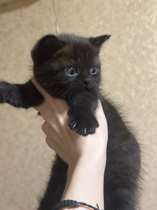 ПРОДАЖА британського кошеня