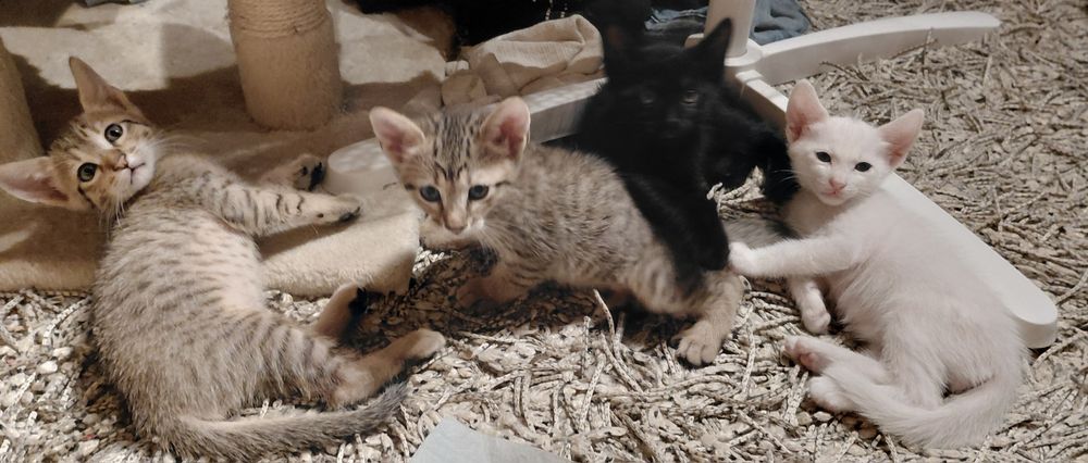 Gatos para ADOÇÃO