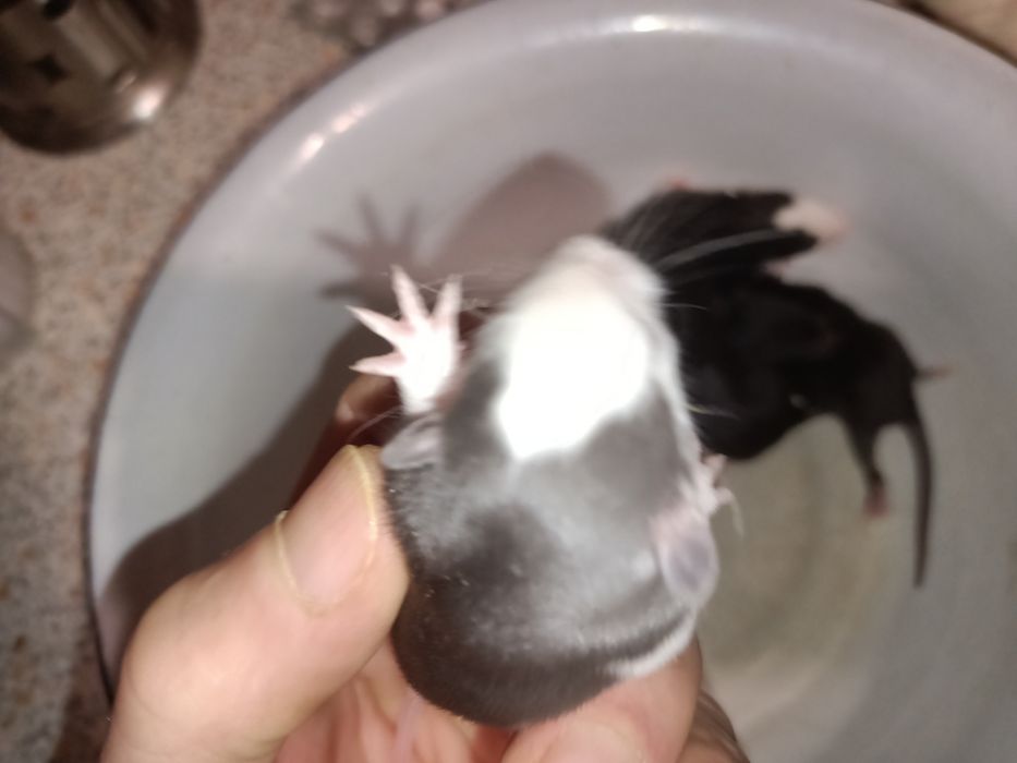 Крыски крисята Дамбо ручные