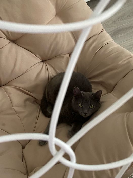 Віддам породистого кота.Безкоштовно