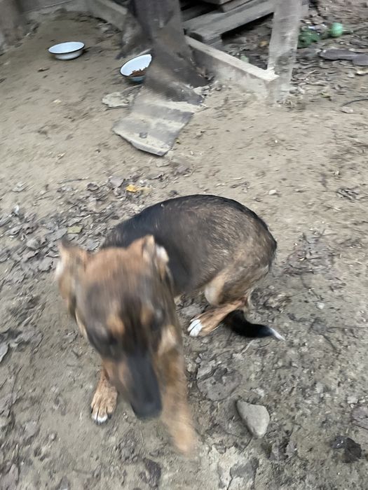 Віддам собачку безкоштовно