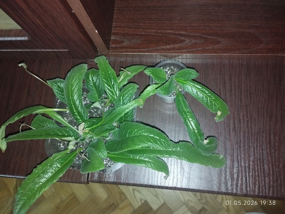 Стрептокарпуси. Дітки.
