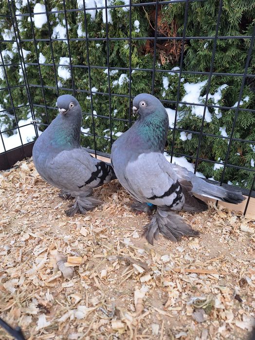 Berlińskie krótkodziobe