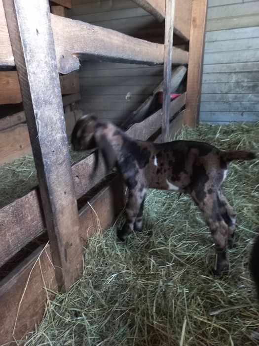 Цапики   100%   А Н