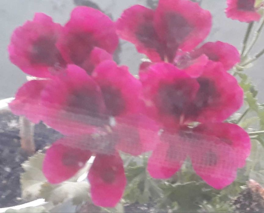 пеларгонія королівська, заввишки 44 см